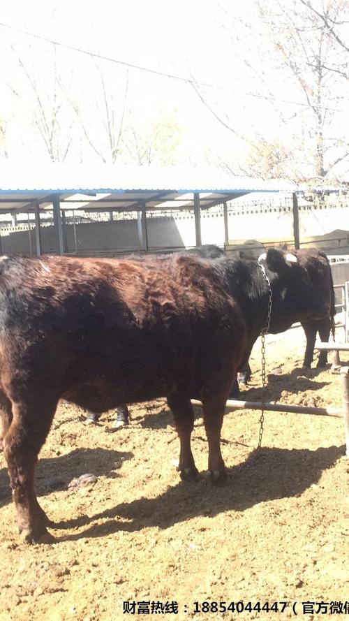 湖南适合养哪些品种的牛?-图1 湖南适合养哪些品种的牛?-图1