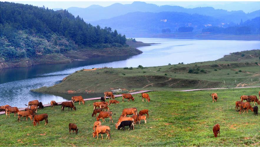 湖南适合养哪些品种的牛?-图2 湖南适合养哪些品种的牛?-图2