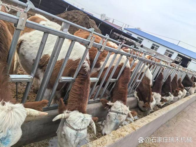 云南养牛技术哪里学？实用技术哪里有？-图2