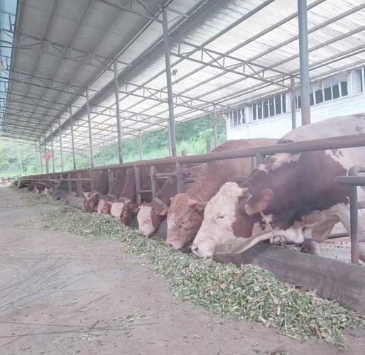 云南养牛技术哪里学?实用技术哪里有?-图1 云南养牛技术哪里学?实用技术哪里有?-图1