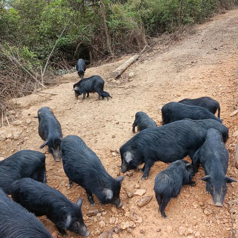 藏香猪养殖技术视频,新手能学会吗?-图1 藏香猪养殖技术视频,新手能学会吗?-图1