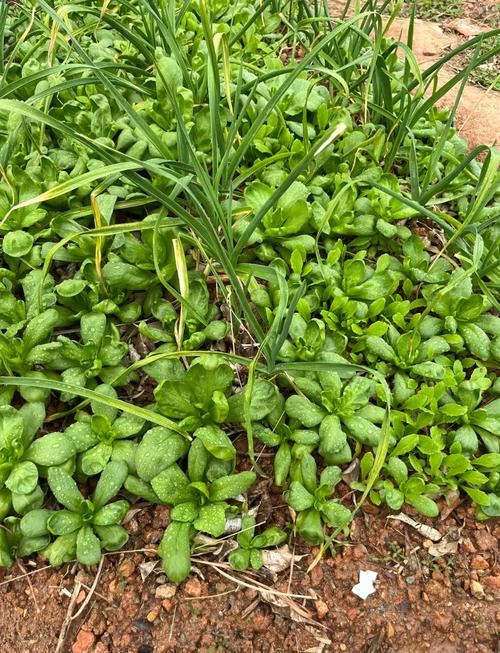 夏季大叶茼蒿怎么种才高产?-图1 夏季大叶茼蒿怎么种才高产?-图1