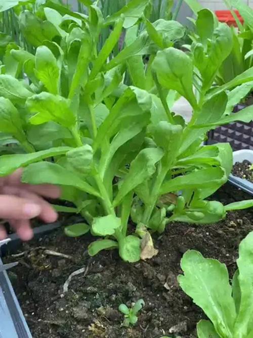 夏季大叶茼蒿怎么种才高产？-图2