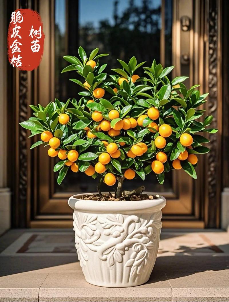 金桔优良品种有哪些?-图1 金桔优良品种有哪些?-图1