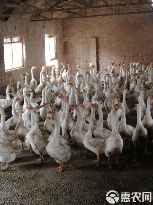 湖南养肉鹅选什么品种好?-图1 湖南养肉鹅选什么品种好?-图1