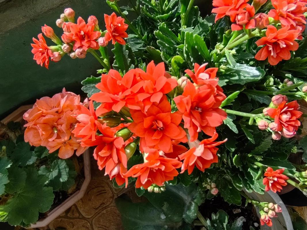 长寿花羽叶品种有哪些?-图1 长寿花羽叶品种有哪些?-图1