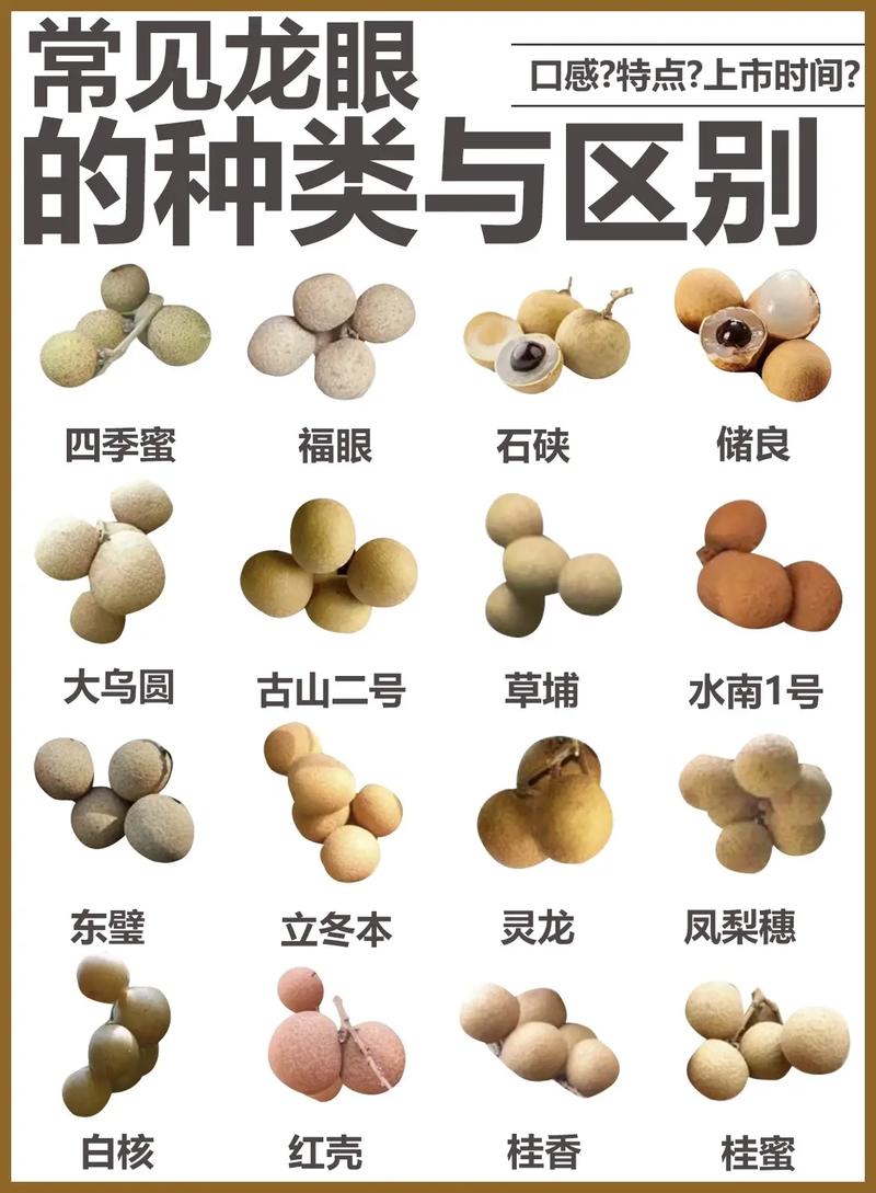 世界上最好的龙眼品种是哪个?-图1 世界上最好的龙眼品种是哪个?-图1