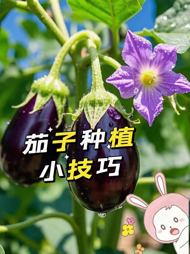 夏季种茄子,关键技术有哪些?-图3 夏季种茄子,关键技术有哪些?-图3