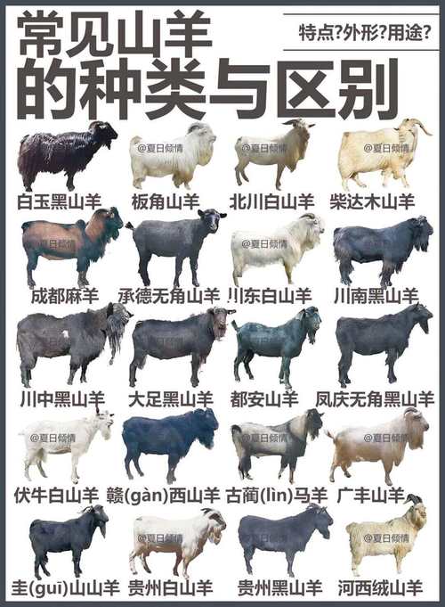 精选养羊品种有哪些?-图2 精选养羊品种有哪些?-图2
