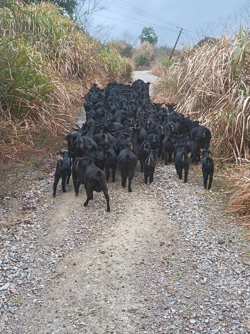 精选养羊品种有哪些?-图3 精选养羊品种有哪些?-图3