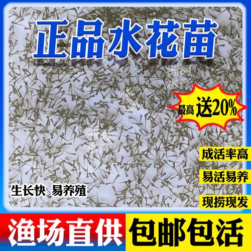 鲢鱼水花鱼苗养殖技术要点有哪些?-图1 鲢鱼水花鱼苗养殖技术要点有哪些?-图1