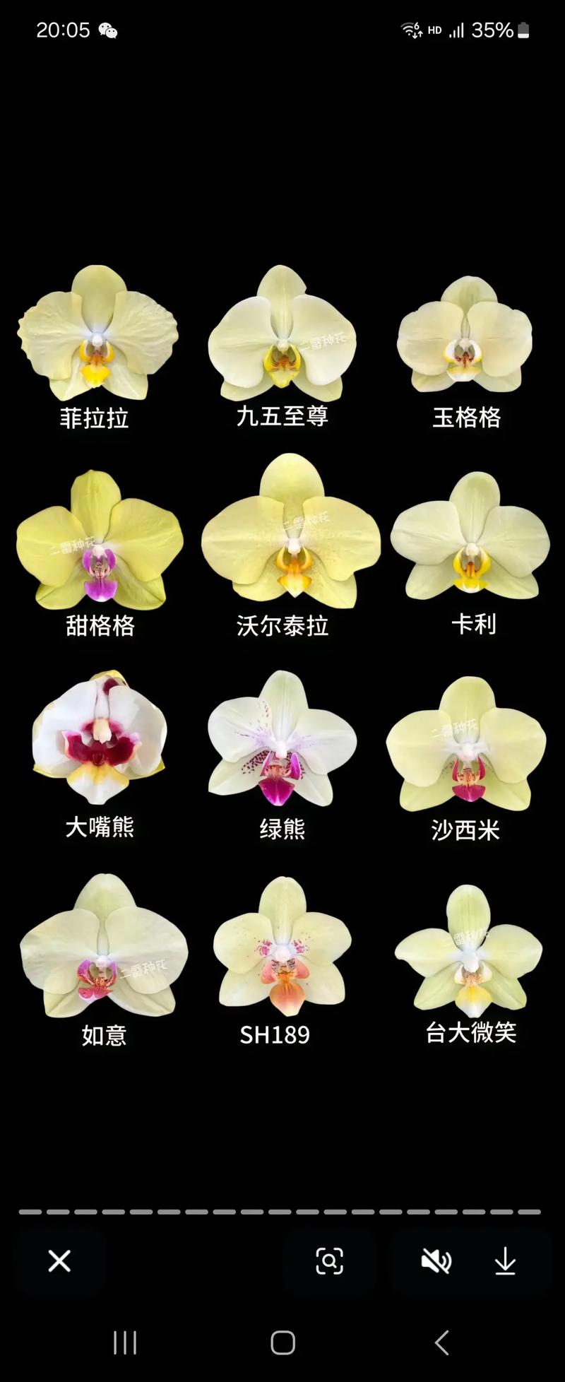 哪种蝴蝶兰品种最具收藏价值?-图2 哪种蝴蝶兰品种最具收藏价值?-图2