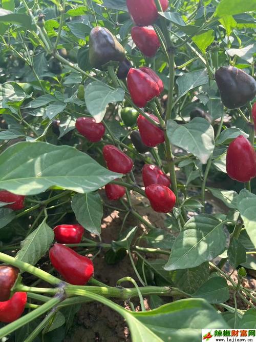 2025辣椒收购价会涨还是跌?-图1 2025辣椒收购价会涨还是跌?-图1