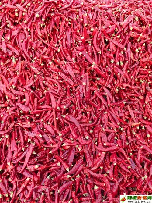 2025辣椒收购价会涨还是跌?-图2 2025辣椒收购价会涨还是跌?-图2