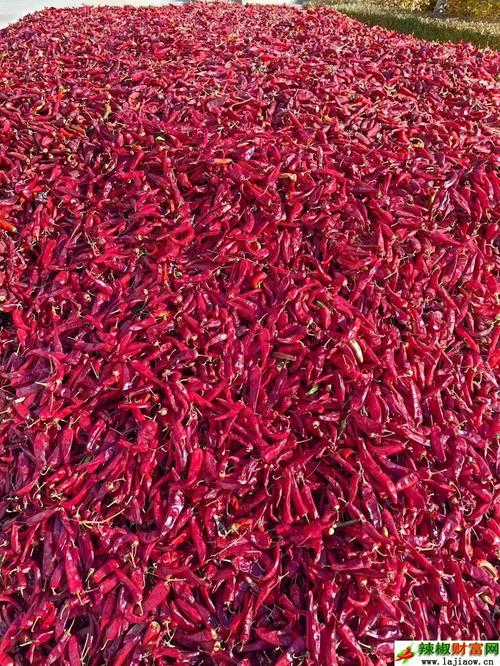 2025辣椒收购价会涨还是跌?-图3 2025辣椒收购价会涨还是跌?-图3