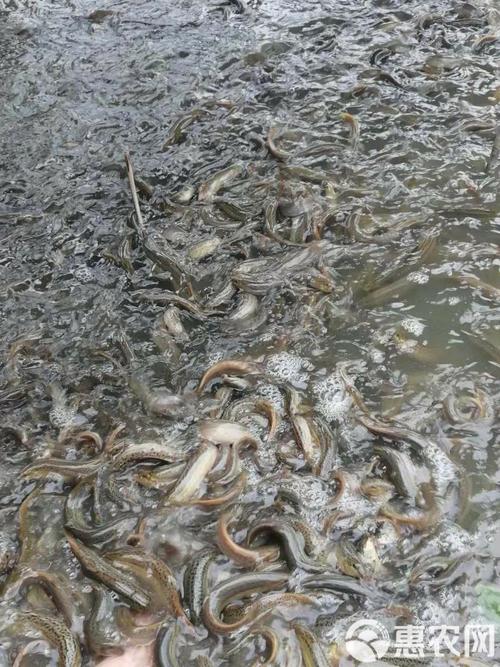 大棚养泥鳅技术视频怎么学?-图2 大棚养泥鳅技术视频怎么学?-图2