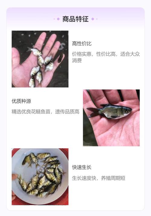 微流水如何养花鲢高产?-图2 微流水如何养花鲢高产?-图2