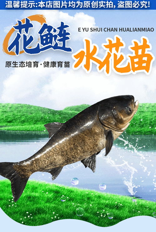 微流水如何养花鲢高产?-图1 微流水如何养花鲢高产?-图1