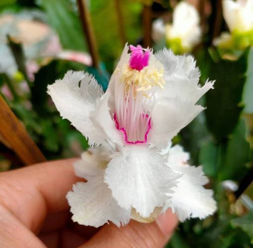 最贵的蟹爪兰品种有多贵?-图1 最贵的蟹爪兰品种有多贵?-图1