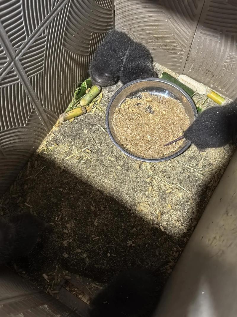 竹鼠养殖技术视频怎么学？-图1