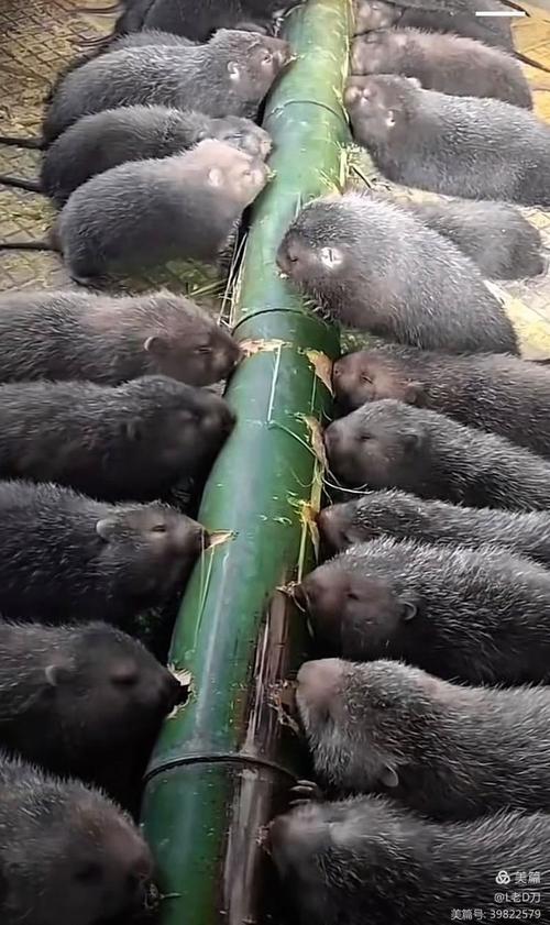 竹鼠养殖技术视频怎么学？-图2