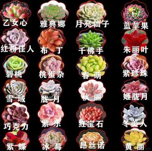 大型多肉品种有哪些常见名字？-图2