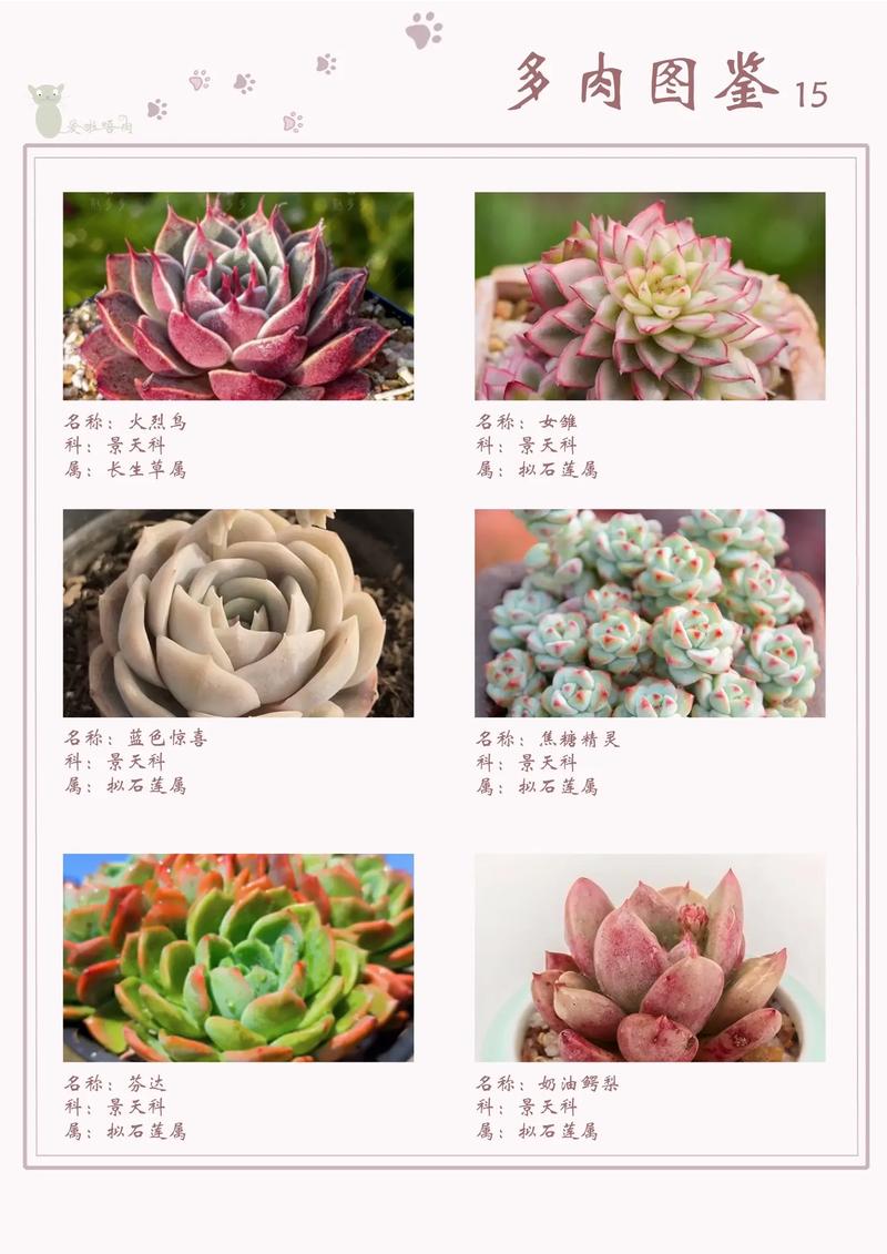 大型多肉品种有哪些常见名字?-图3 大型多肉品种有哪些常见名字?-图3