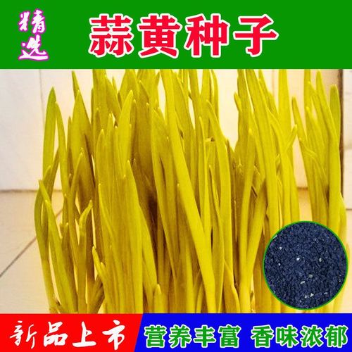 蒜黄种植选什么品种好?-图3 蒜黄种植选什么品种好?-图3