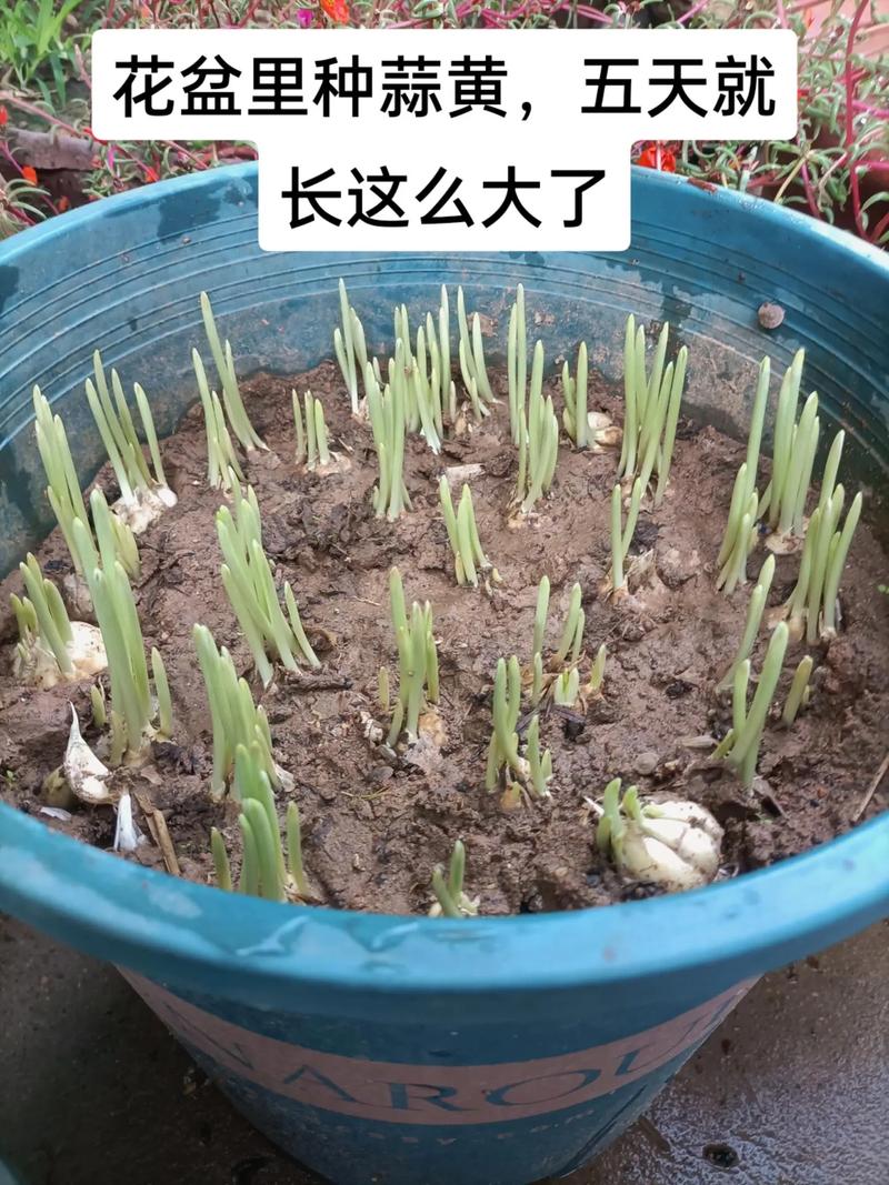 蒜黄种植选什么品种好?-图1 蒜黄种植选什么品种好?-图1