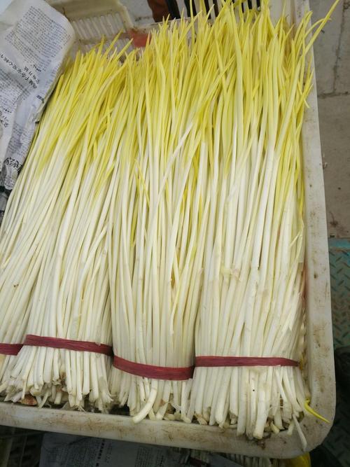 蒜黄种植选什么品种好?-图2 蒜黄种植选什么品种好?-图2