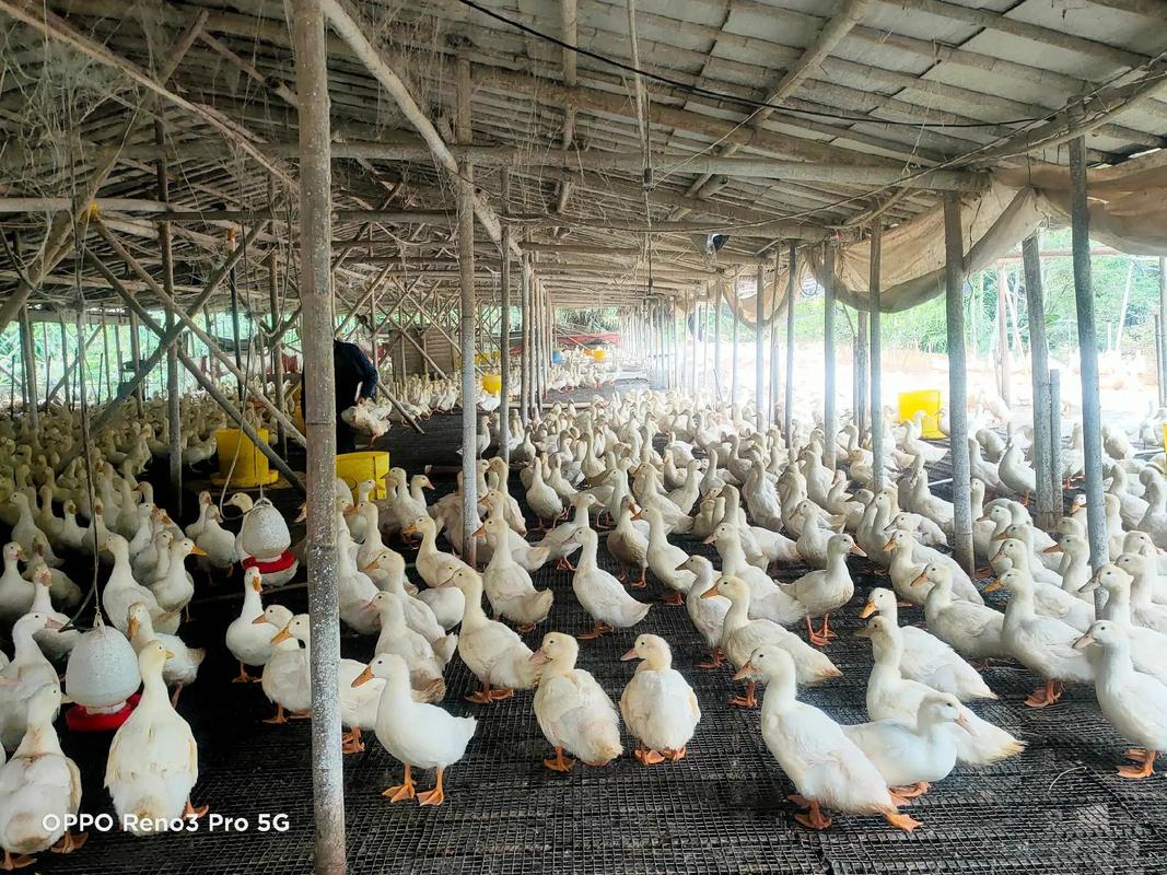 肉鸭养殖技术讲堂怎么报名?-图2 肉鸭养殖技术讲堂怎么报名?-图2