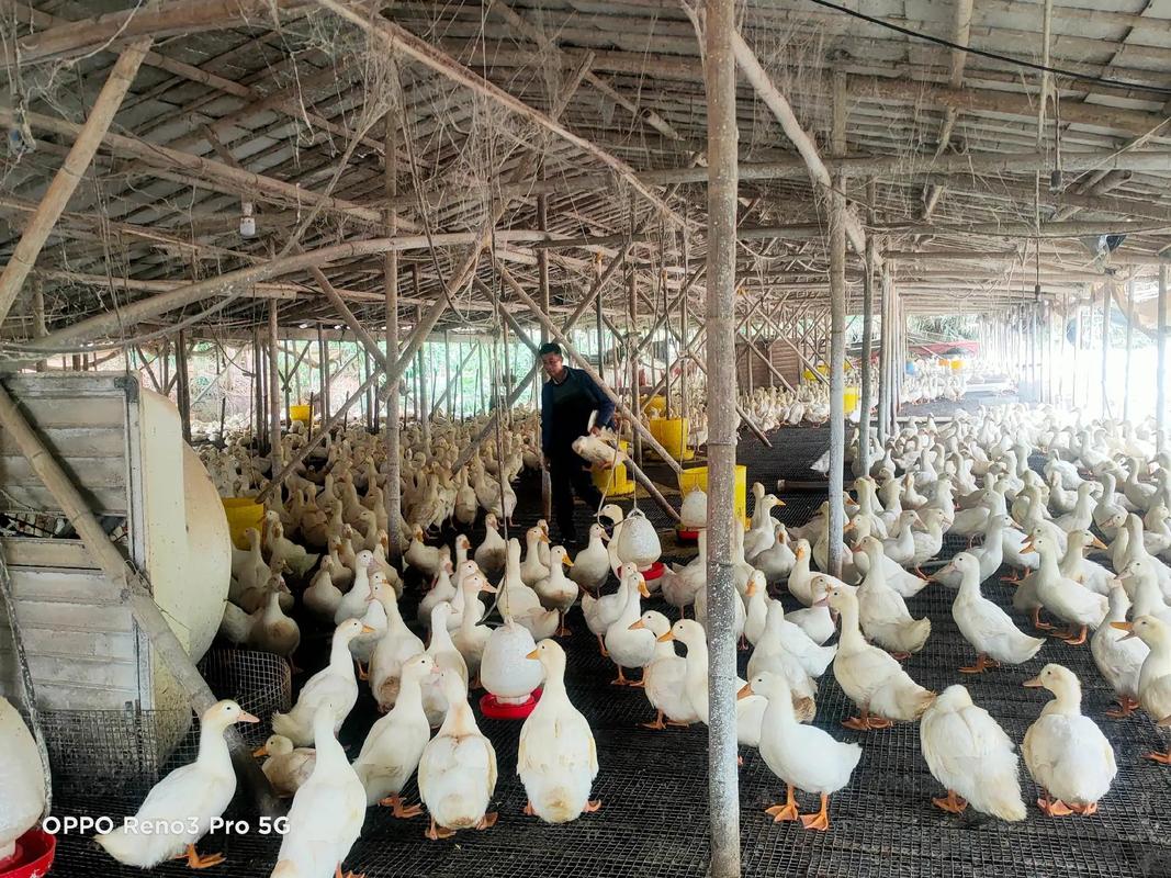 肉鸭养殖技术讲堂怎么报名?-图1 肉鸭养殖技术讲堂怎么报名?-图1