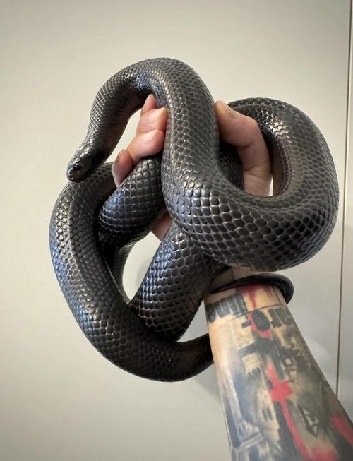 浙江黑王品种具体有哪些?-图2 浙江黑王品种具体有哪些?-图2