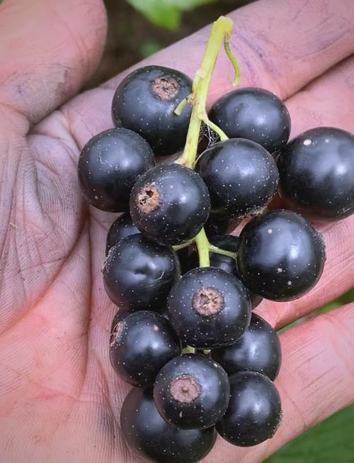 浙江黑王品种具体有哪些?-图1 浙江黑王品种具体有哪些?-图1