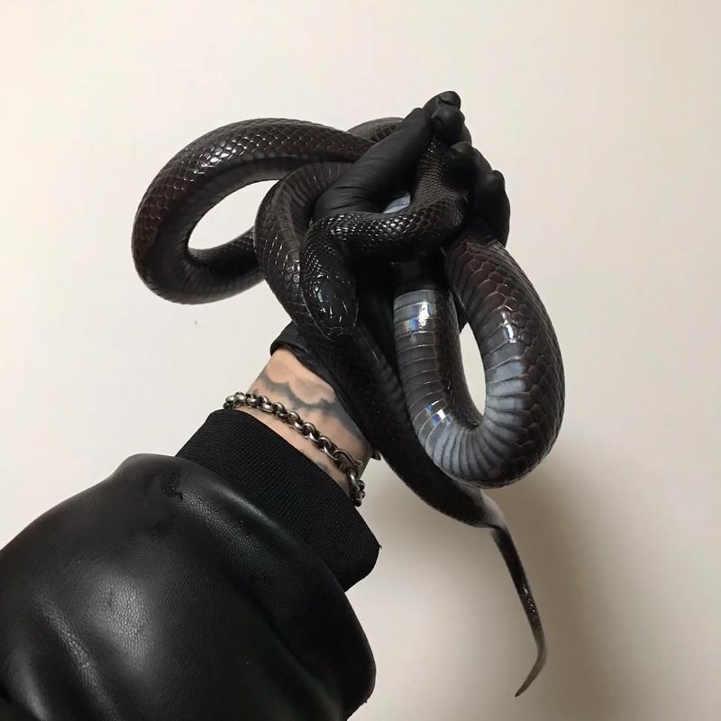 浙江黑王品种具体有哪些?-图3 浙江黑王品种具体有哪些?-图3