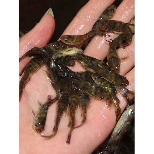 杂交黄颡鱼苗繁育技术要点有哪些？-图3