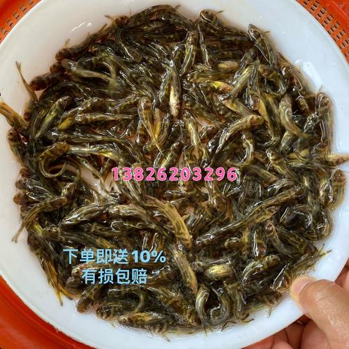 杂交黄颡鱼苗繁育技术要点有哪些？-图1