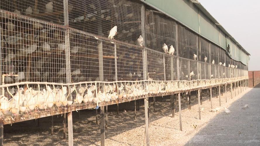 鸽子养殖技术有哪些关键要点？-图2