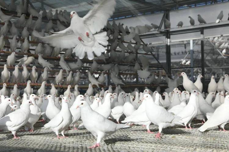 鸽子养殖技术有哪些关键要点？-图3