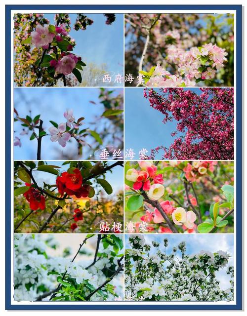 海棠花有哪些常见品种?-图2 海棠花有哪些常见品种?-图2