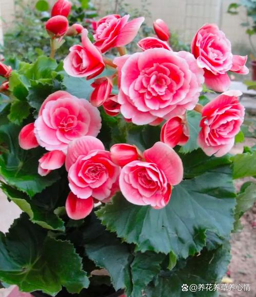 海棠花有哪些常见品种?-图3 海棠花有哪些常见品种?-图3