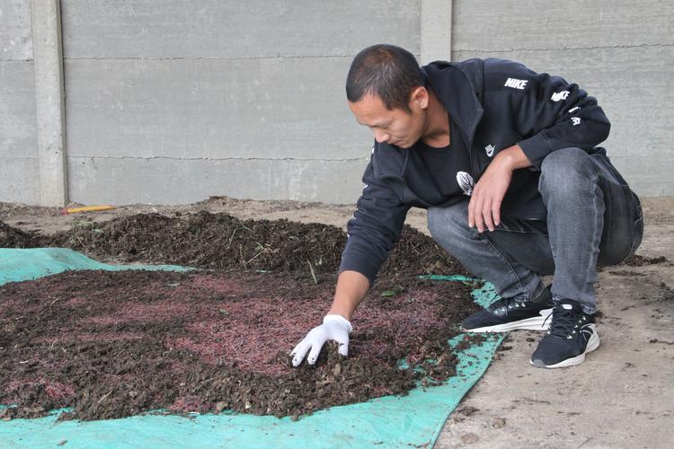 em菌养殖蚯蚓技术如何高效应用?-图1 em菌养殖蚯蚓技术如何高效应用?-图1