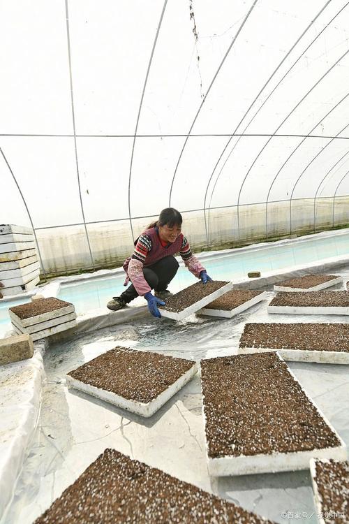 em菌养殖蚯蚓技术如何高效应用?-图2 em菌养殖蚯蚓技术如何高效应用?-图2