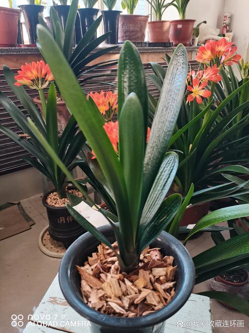 君子兰油匠品种图片有哪些特征?-图1 君子兰油匠品种图片有哪些特征?-图1