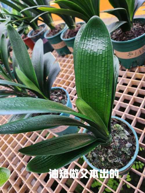 君子兰油匠品种图片有哪些特征?-图3 君子兰油匠品种图片有哪些特征?-图3