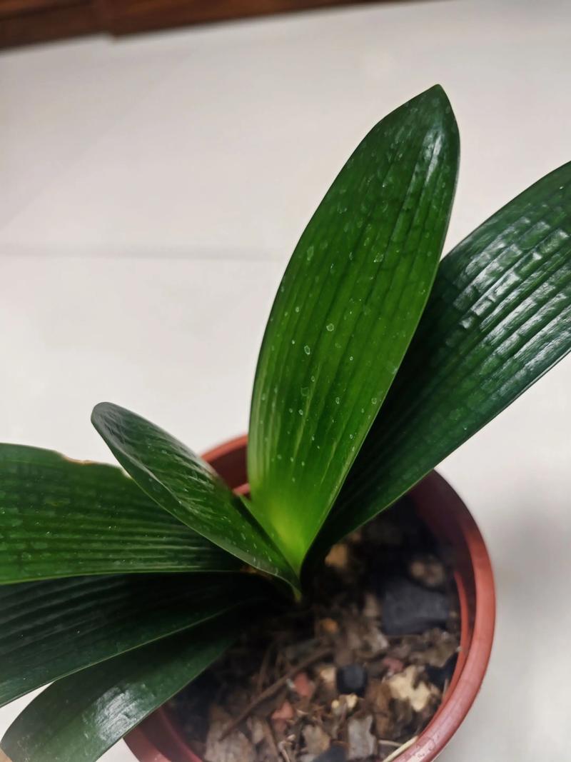 君子兰油匠品种图片有哪些特征?-图2 君子兰油匠品种图片有哪些特征?-图2