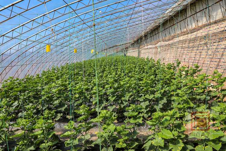 黄瓜吊蔓技术视频,关键步骤有哪些?-图1 黄瓜吊蔓技术视频,关键步骤有哪些?-图1