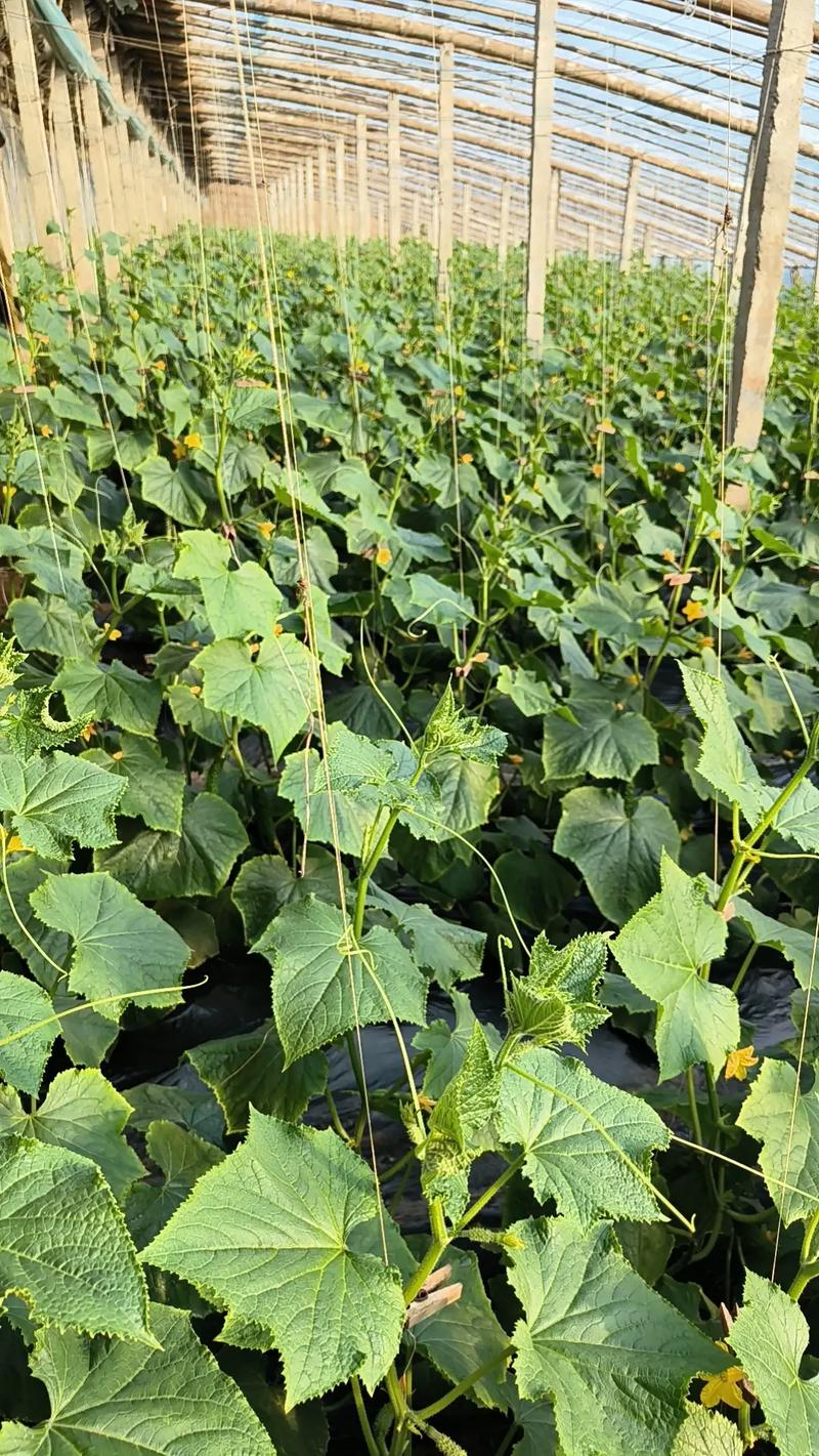 黄瓜吊蔓技术视频,关键步骤有哪些?-图3 黄瓜吊蔓技术视频,关键步骤有哪些?-图3