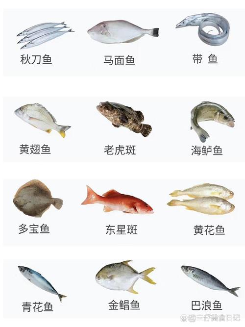 常见海鱼品种有哪些？-图1