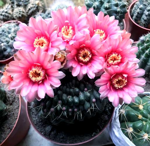 仙人球高端品种有哪些?-图2 仙人球高端品种有哪些?-图2